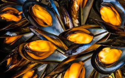 Delicias marinas: Descubre los sabores de los mejillones en francés