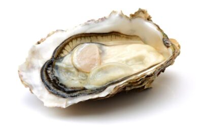 Delicias marinas: Explora las mejores recetas de ostras