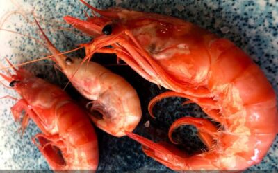 Sabores marinos irresistibles: gambas y langostinos en deliciosas recetas